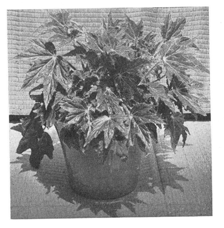 B. ‘Kathy Lou’